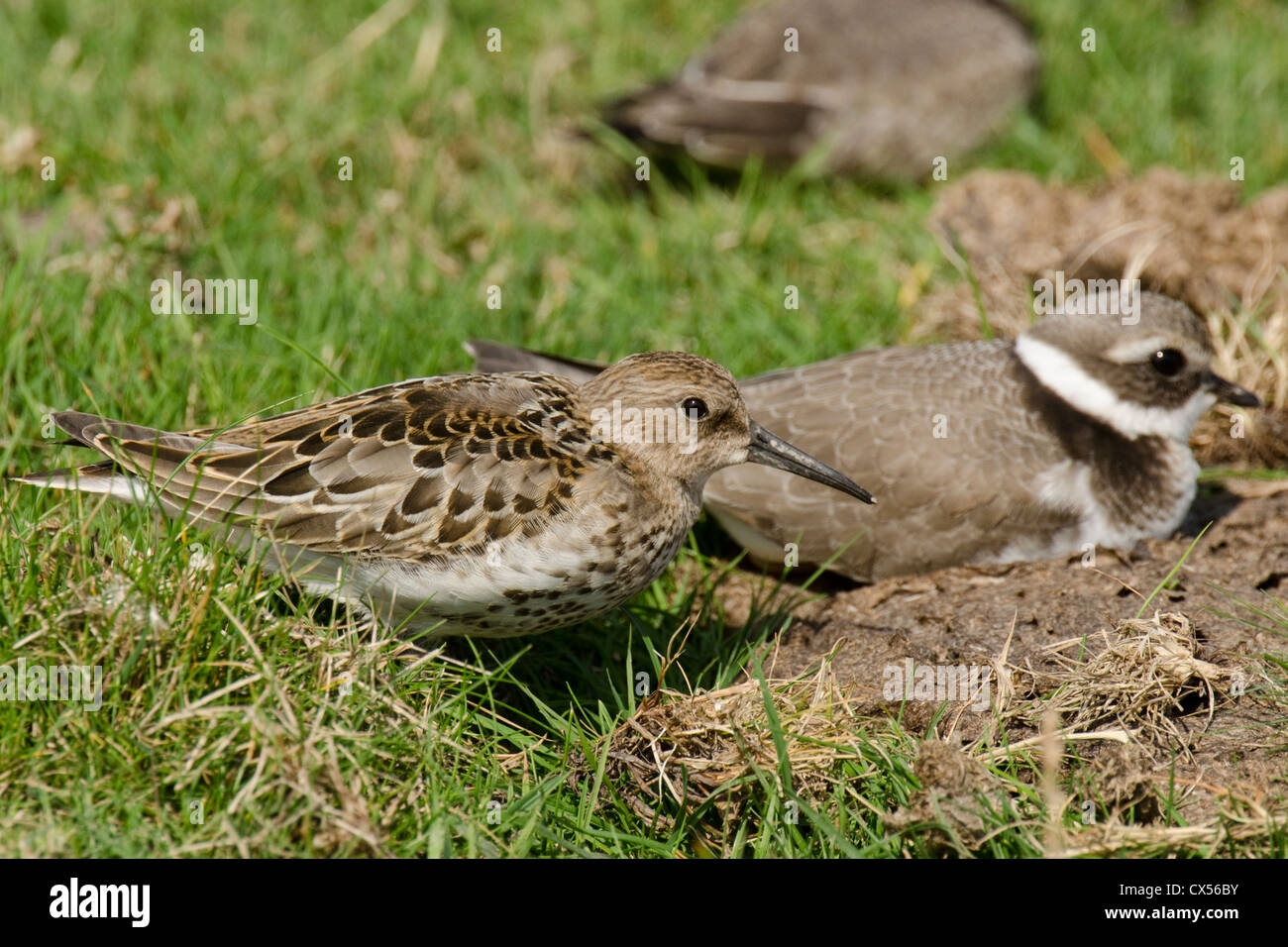 Dunlin (Calidris alpina 'schinzii') and Ringed Plover (Charadrius hiaticula)  wader roost in a field, Gloucester,United Kingdom, Stock Photo