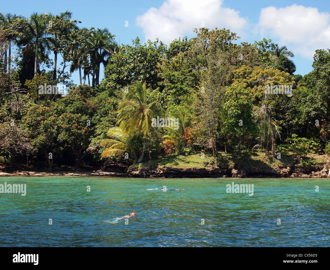Two people snorkeling in the sea near tropical coast with lush vegetation, Caribbean, Bocas del Toro, Panama Stock Photo
