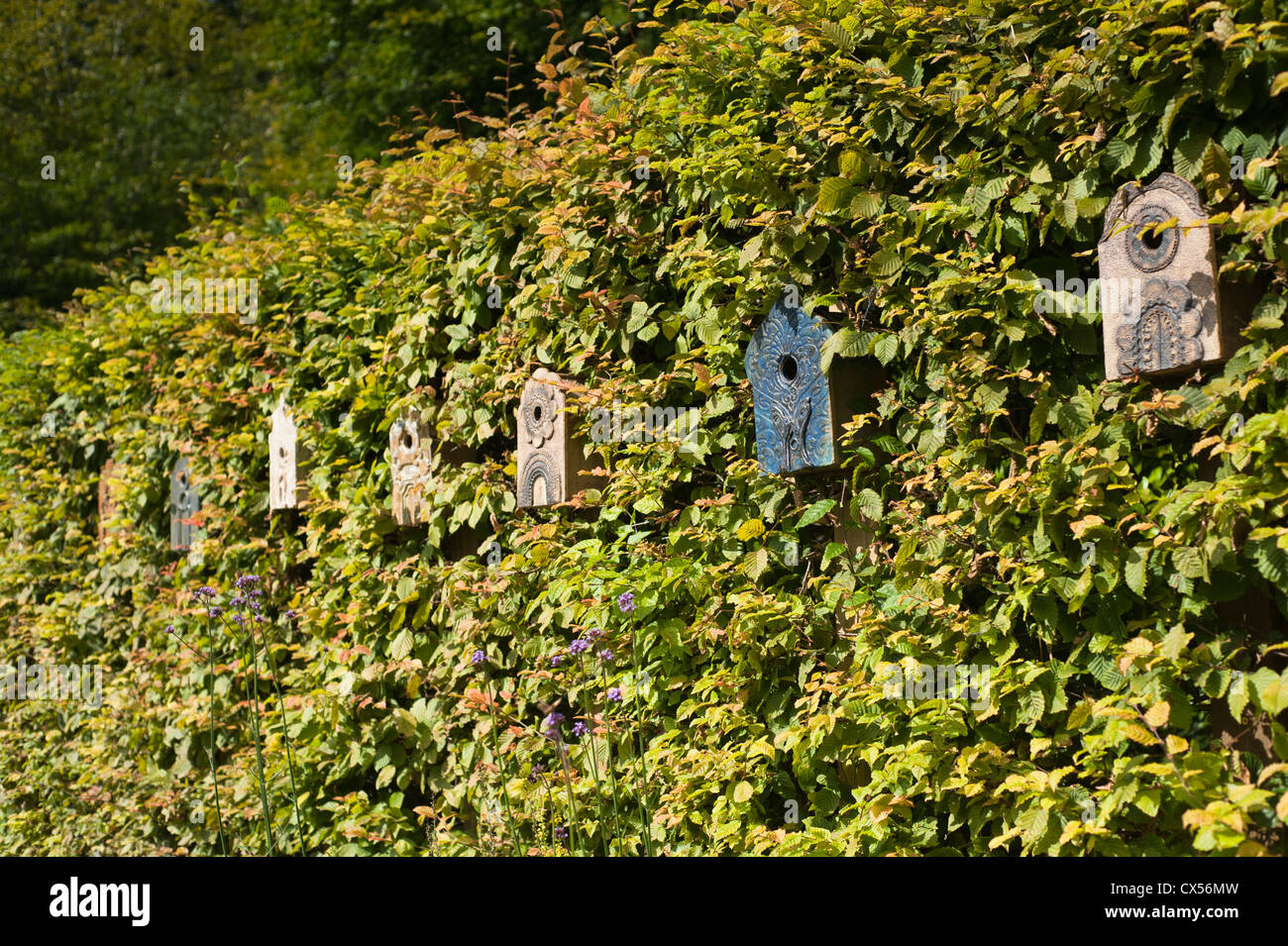 Decorative bird boxes in a Hornbeam hedge at Painswick Rococo Garden, Gloucestershire, England, United Kingdom Stock Photo