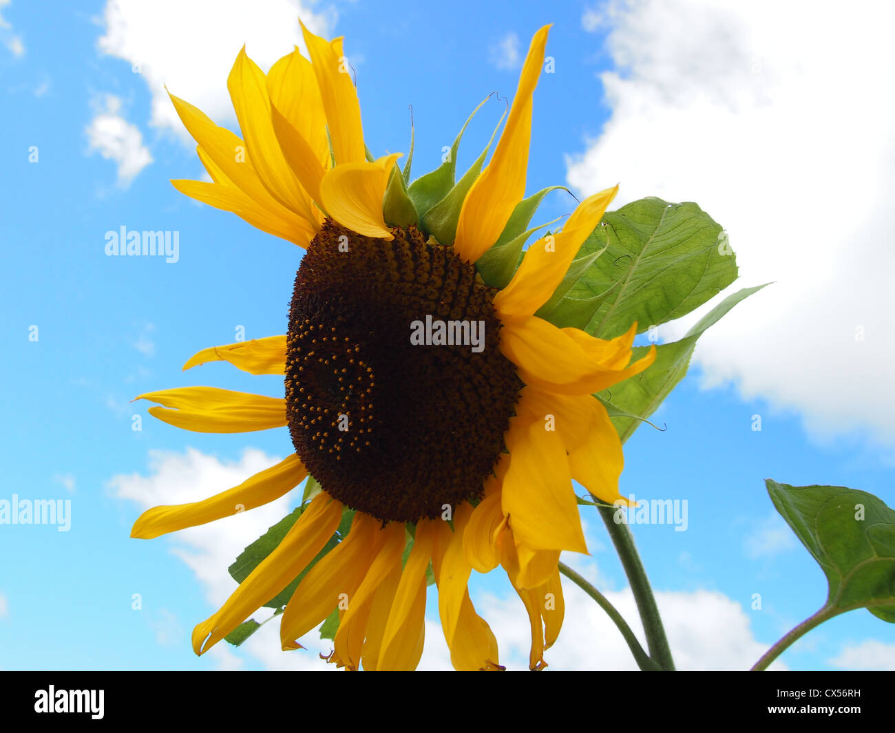 Sunflower against a bright blue sky Stock Photo - Alamy