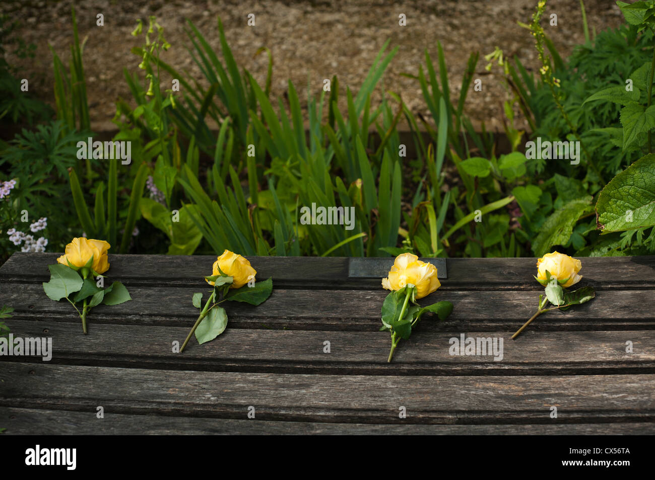 Four yellow roses on a garden bench Stock Photo