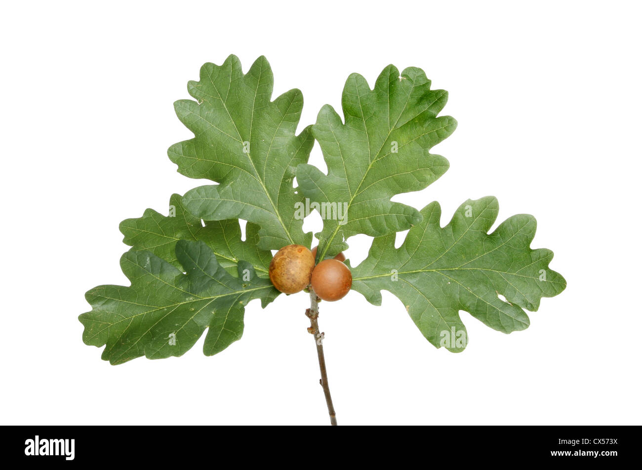 Oak leaves and oak apples isolated against white Stock Photo