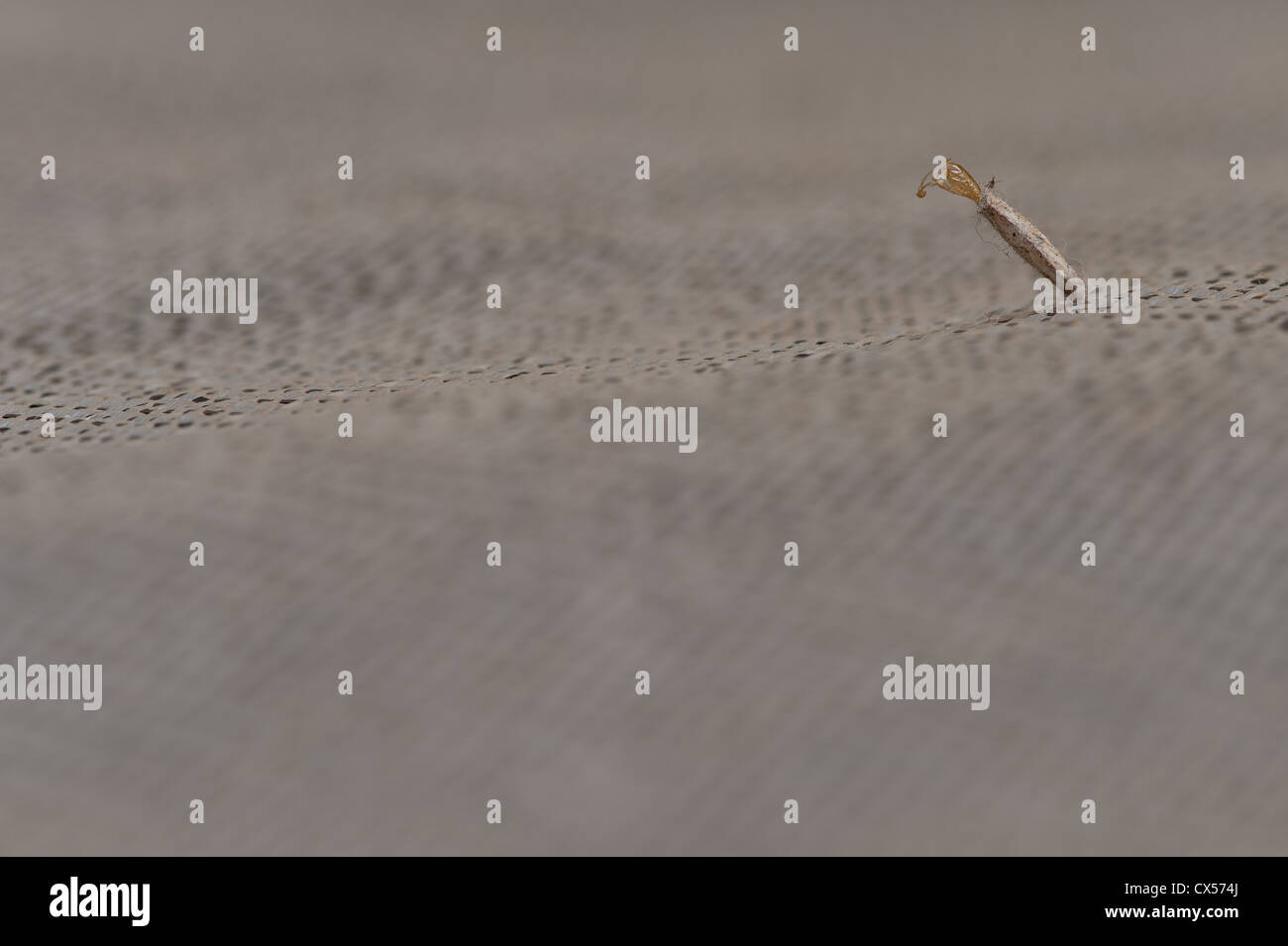 pupae casing from emerged carpet moth the brown cast exoskeleton seen