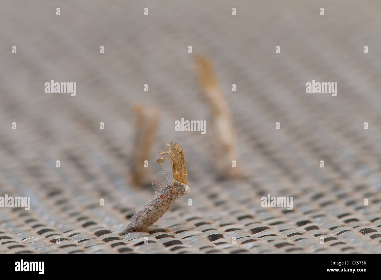 pupae casing from emerged carpet moth the brown cast exoskeleton seen