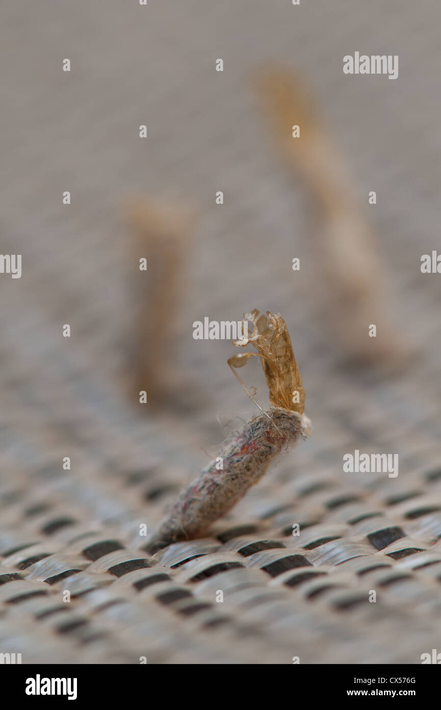 x 1.4 life size pupae casing from emerged carpet moth the brown cast