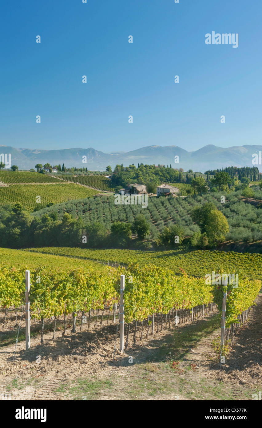 Europe, Italy, Umbria, near Montefalco, Vineyards and Olive Groves Stock Photo