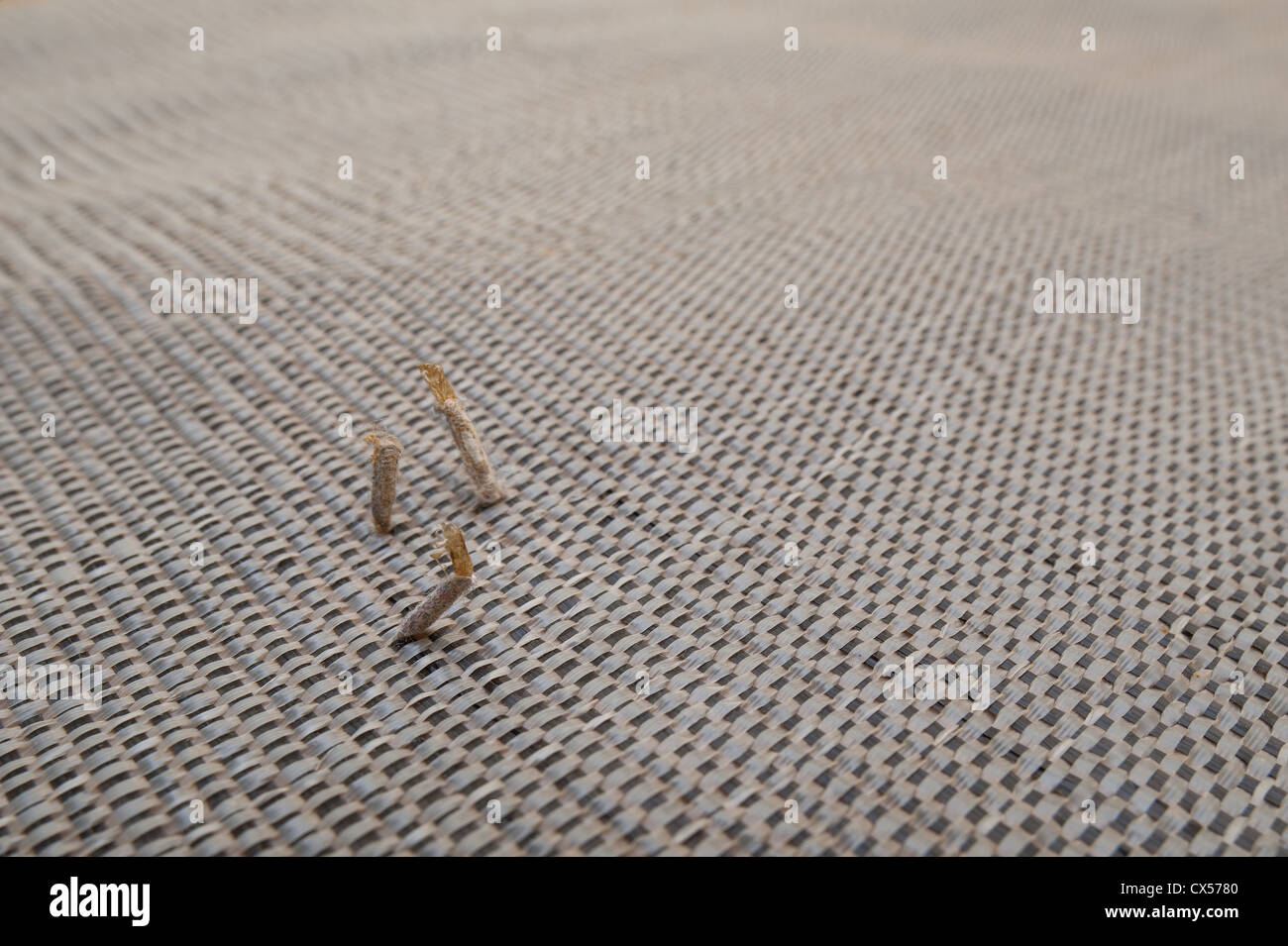 pupae casing from emerged carpet moth the brown cast exoskeleton seen