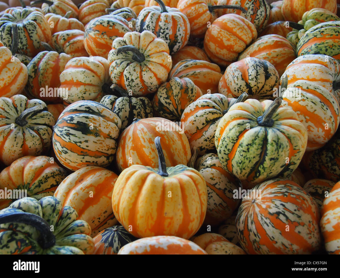 Green, white and orange pumpkins Stock Photo