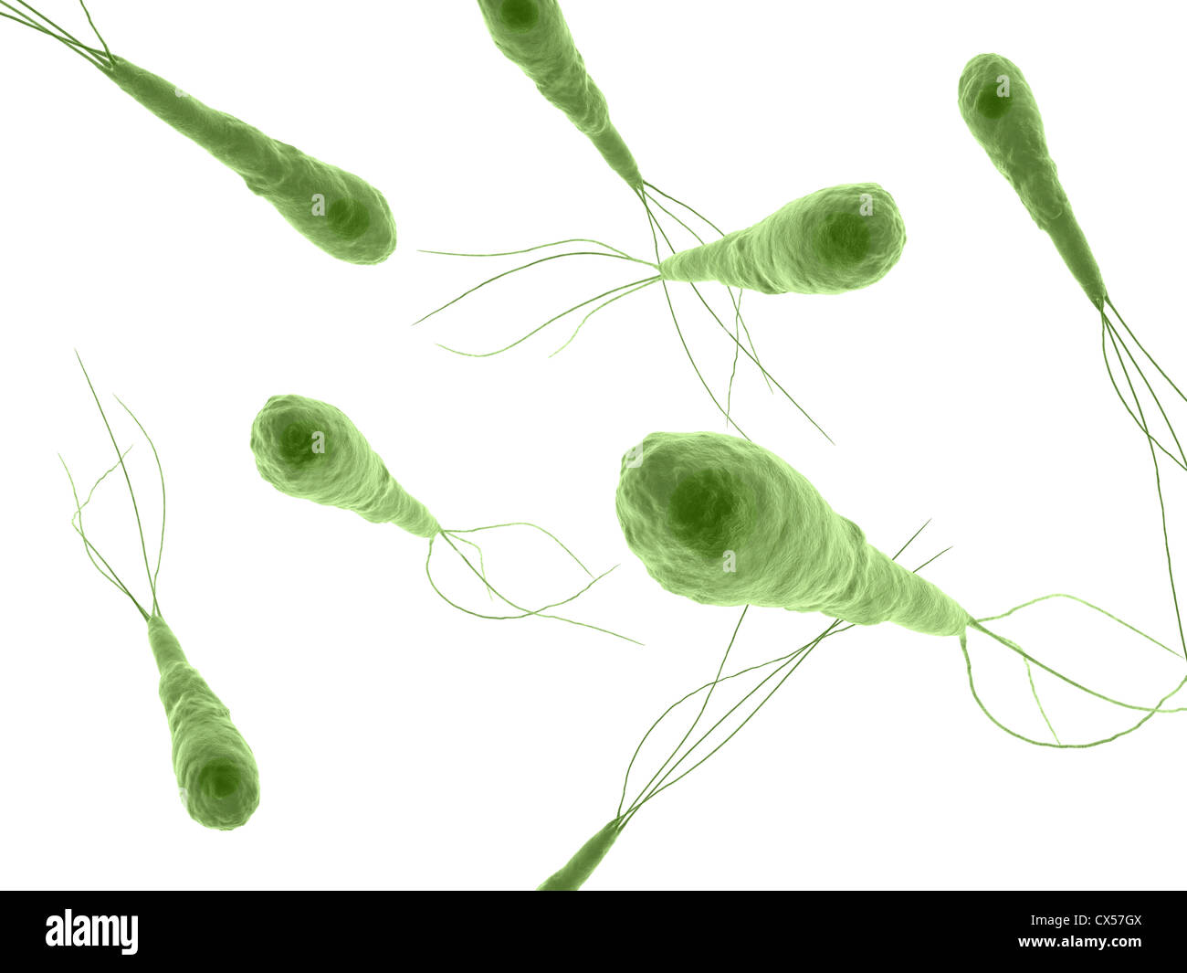 Tetanus bacteria hi-res stock photography and images - Alamy