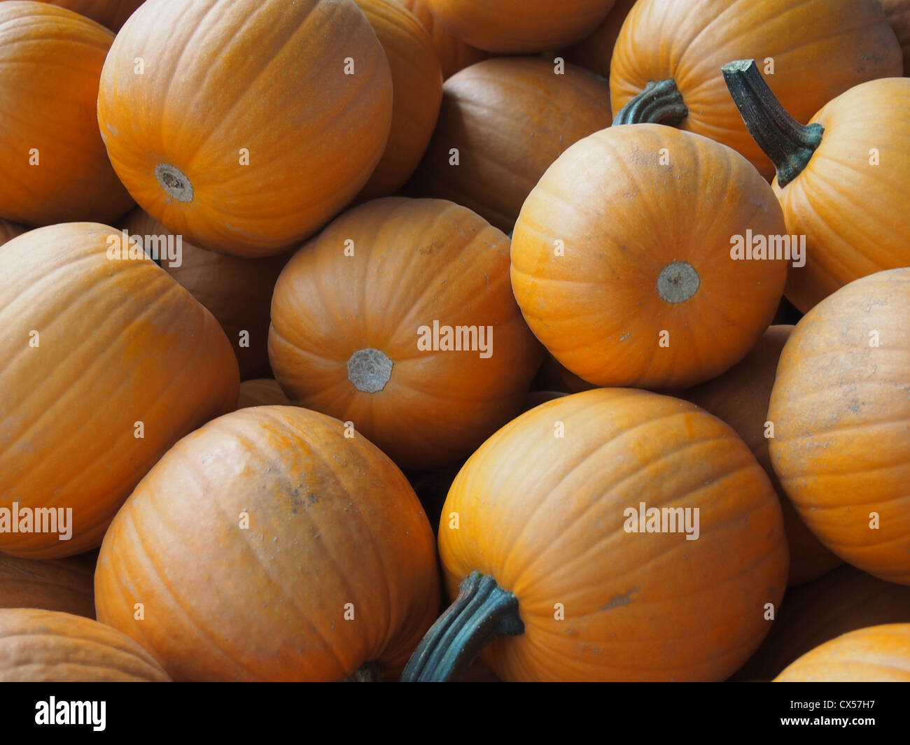Many pumpkins in a pile Stock Photo
