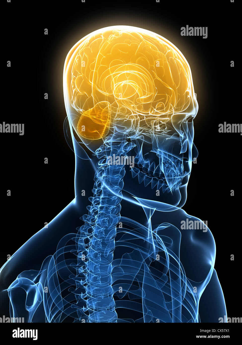 Human brain Stock Photo