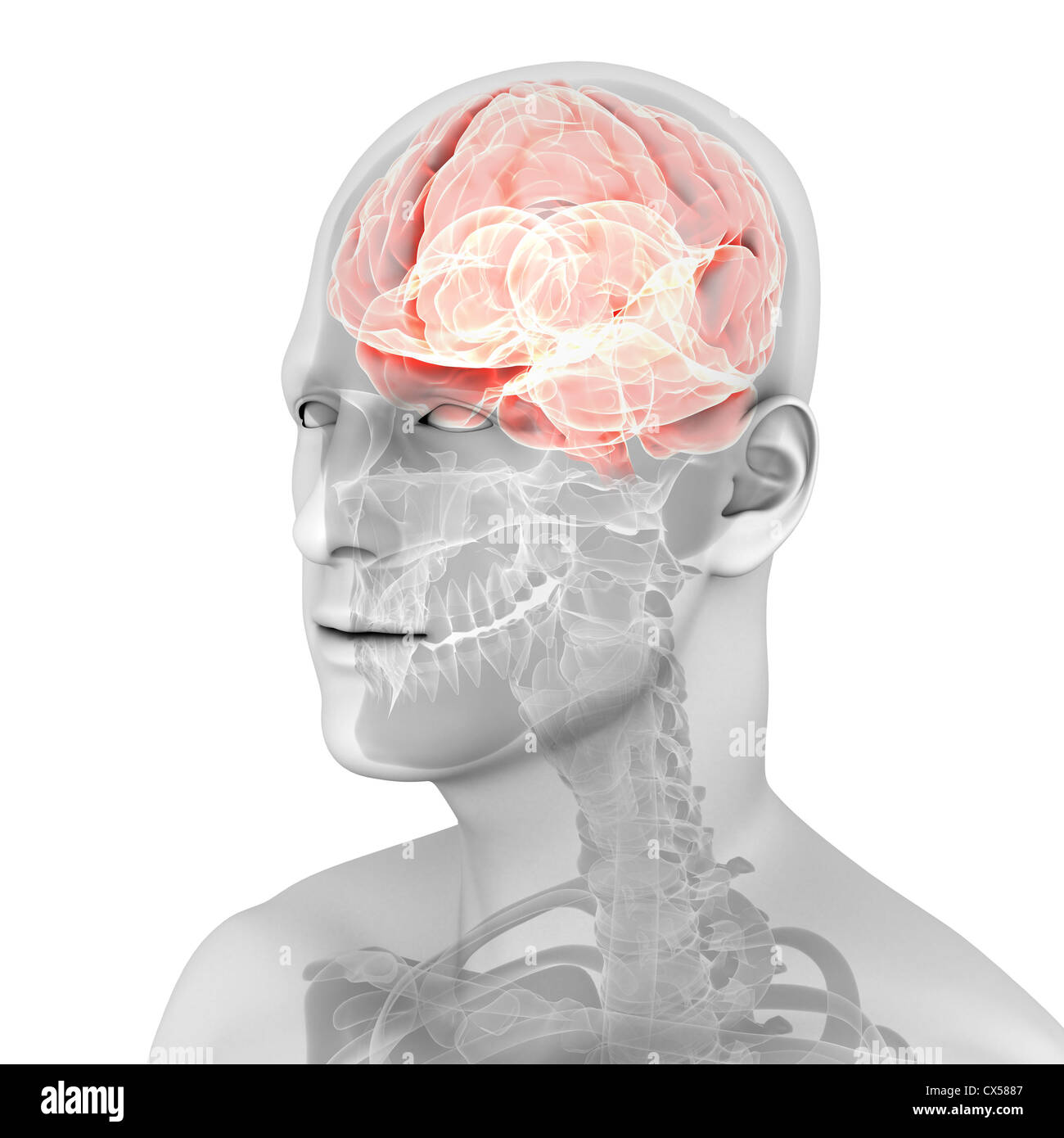 Brain neuron anatomy hi-res stock photography and images - Alamy