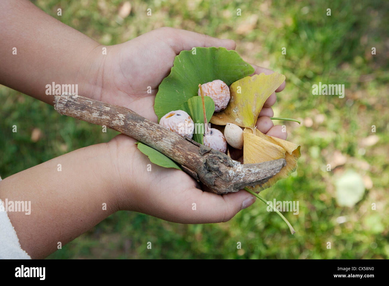 In the hands of a child branches,fruits, seeds, the leaves and bark of tree Ginkgo biloba Stock Photo