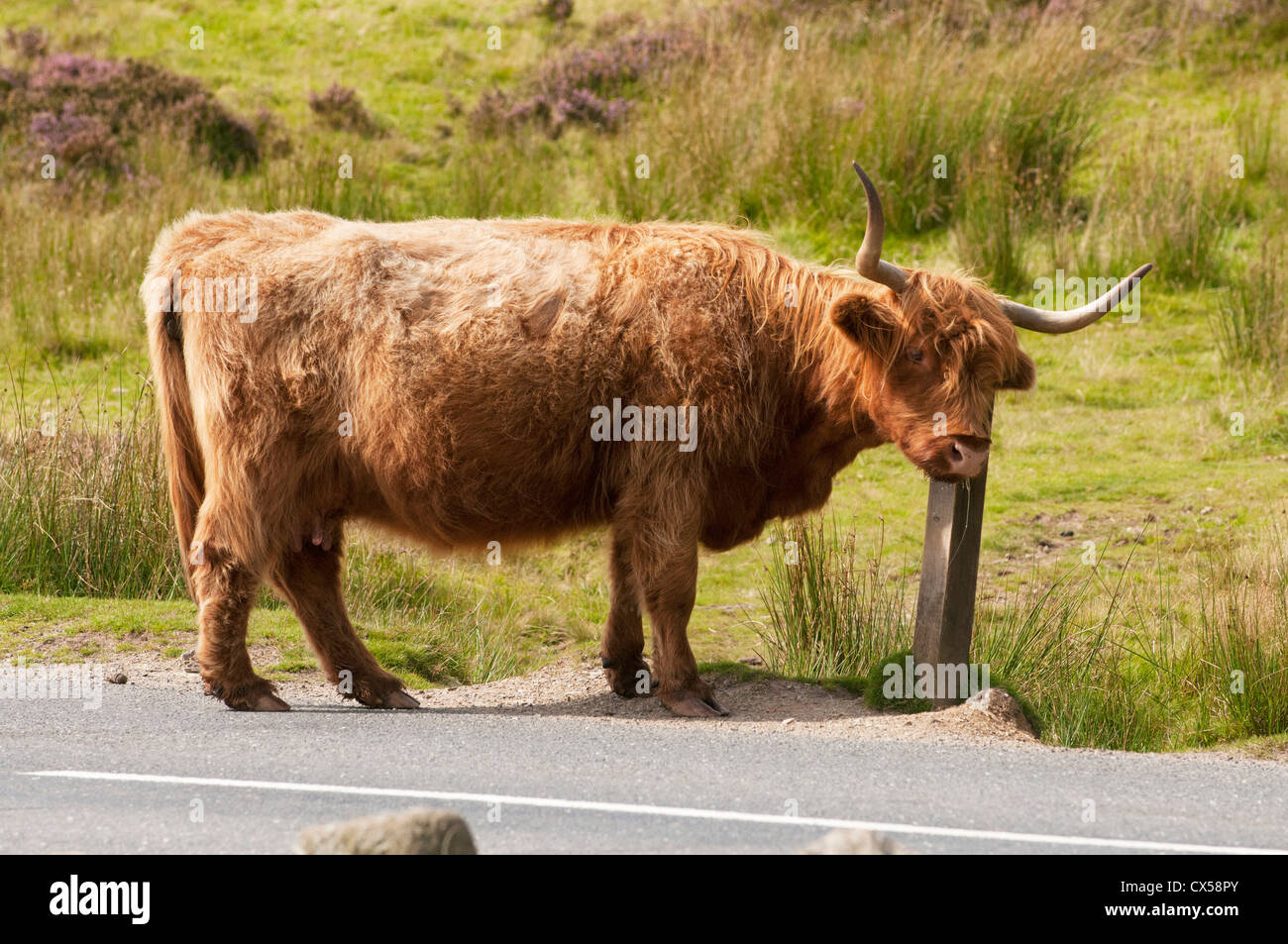 Highland cow next to road across open moorland of Dartmoor, Devon, UK Stock Photo