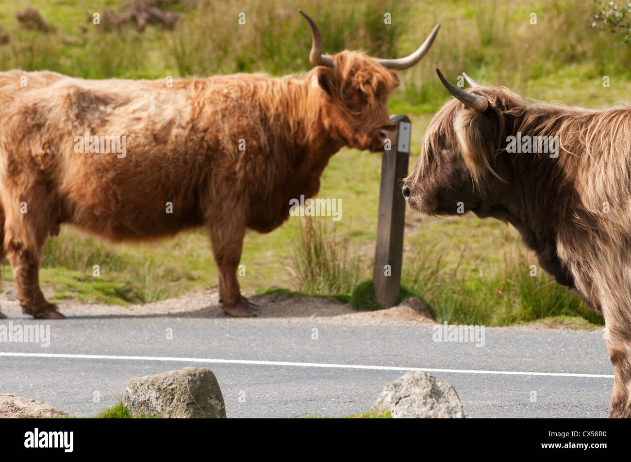Highland cattle grazing beside road on open moorland of Dartmoor, Devon, UK Stock Photo
