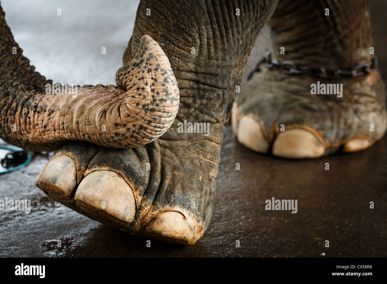 Elephants Eyes Stock Photos & Elephants Eyes Stock Images Alamy