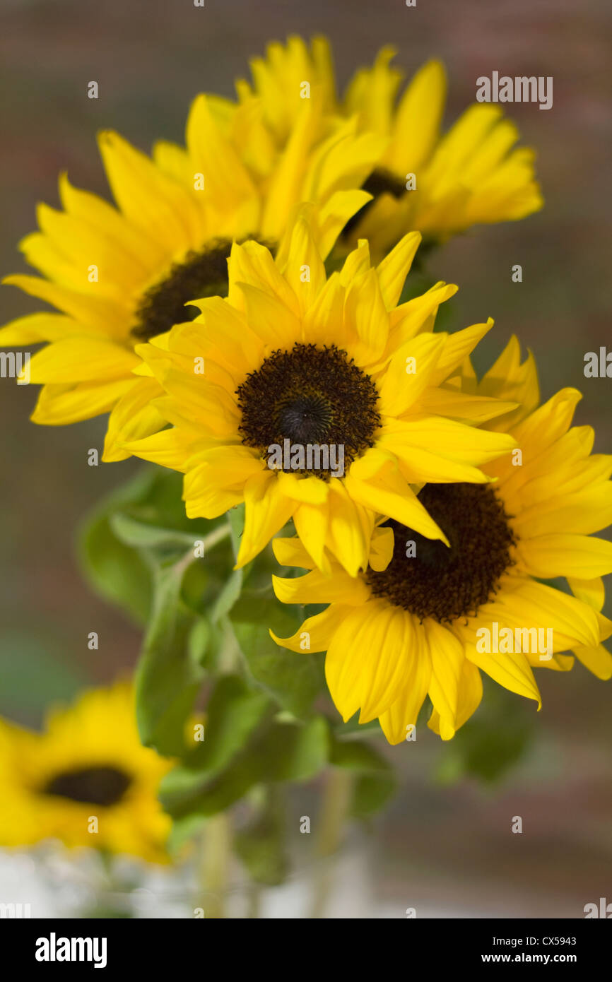 Cut sunflowers hires stock photography and images Alamy