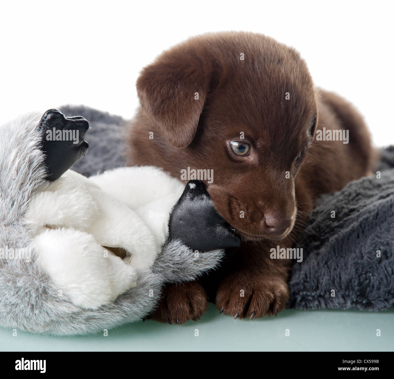 Brown lab puppy chewing on toy Stock Photo