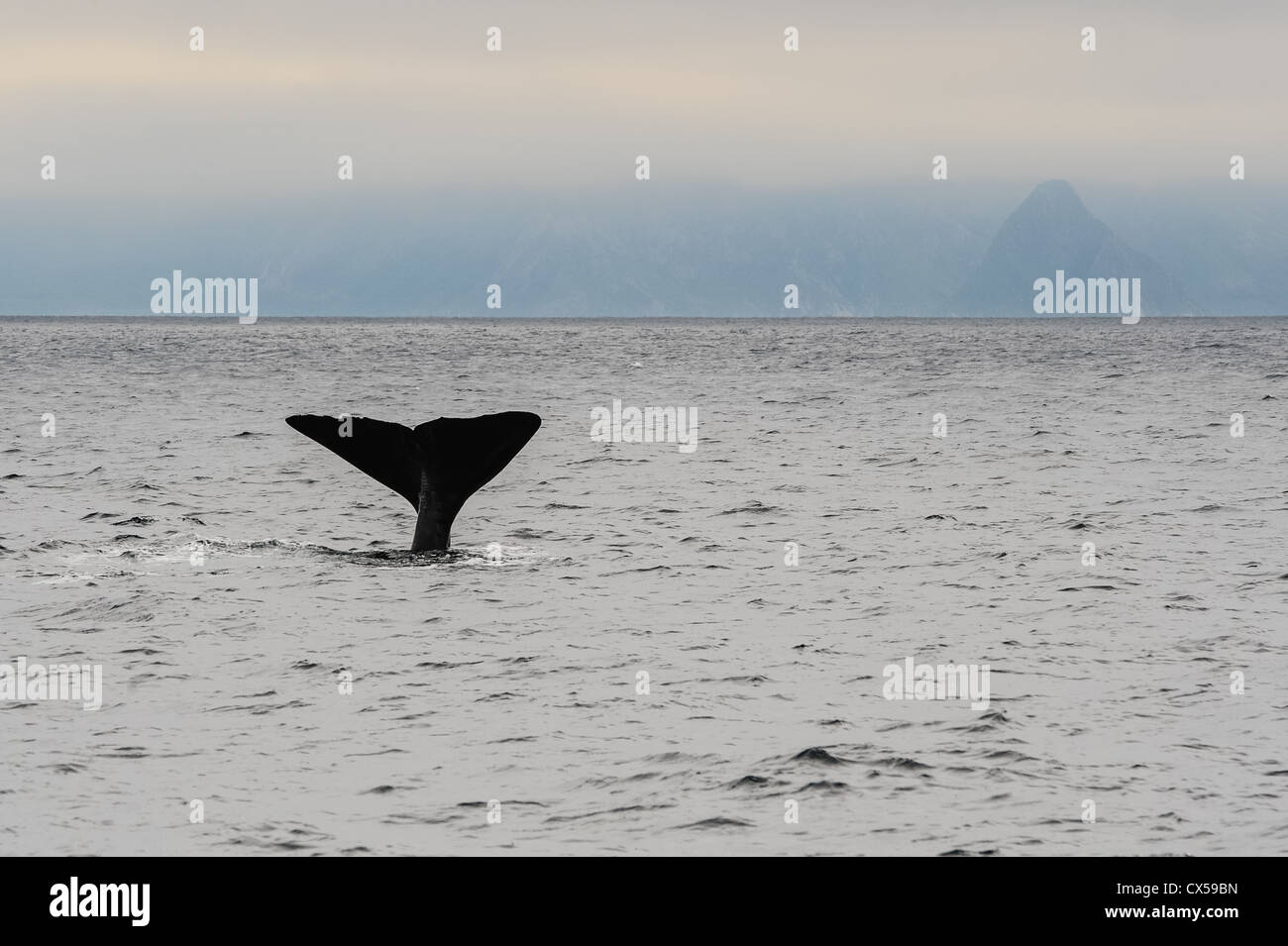 Sto norway whale hi-res stock photography and images - Alamy