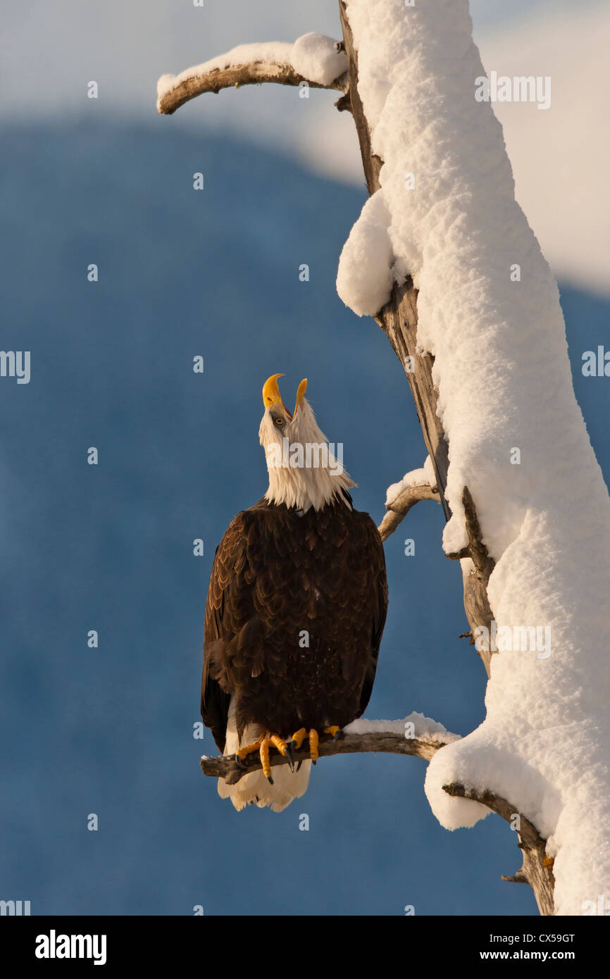 USA, Alaska, Chilkat Bald Eagle Preserve. Bald eagle perched on branch. Stock Photo
