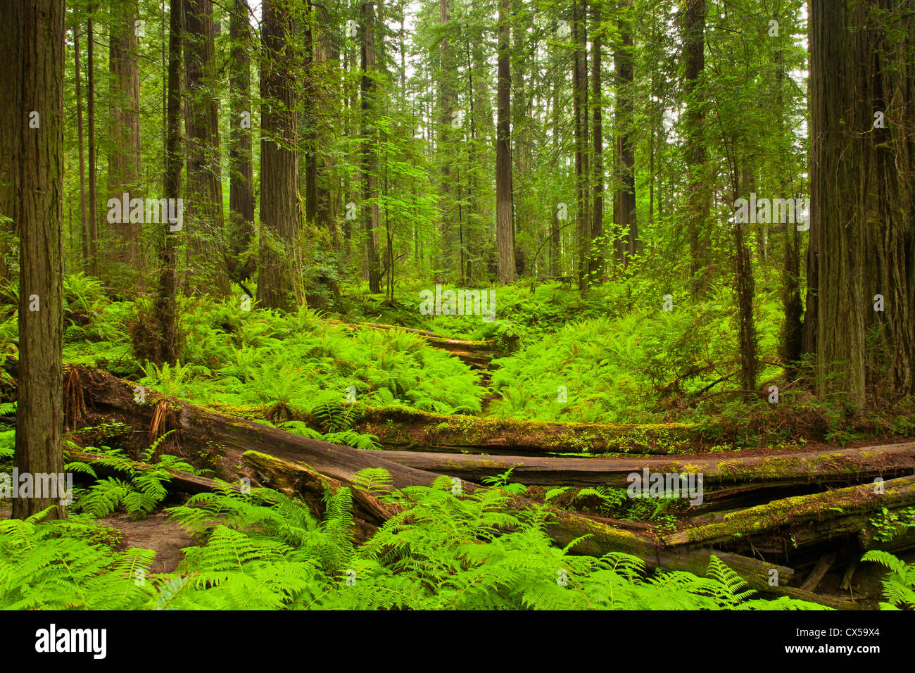USA, California, Humboldt Redwoods State Park. Bracken ferns (Pteridium aquilinum) & redwoods (Sequoia sempervirens). Stock Photo