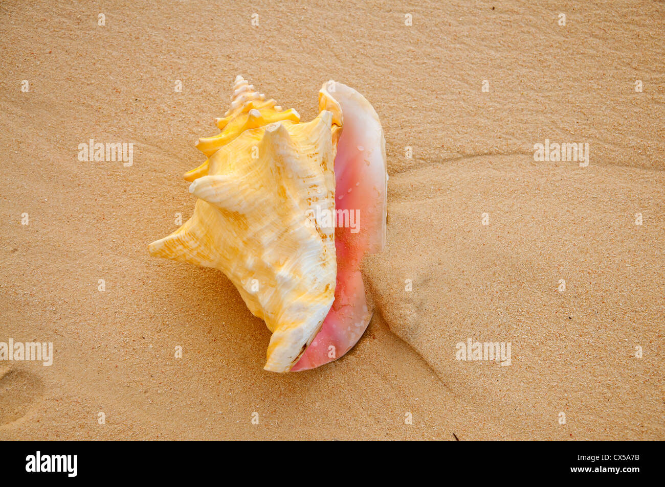 pink queen conch shell,punta cana,dominican republic, caribbean Stock Photo