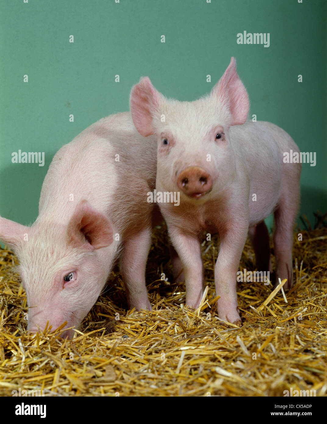 40-lb-pigs-stock-photo-alamy