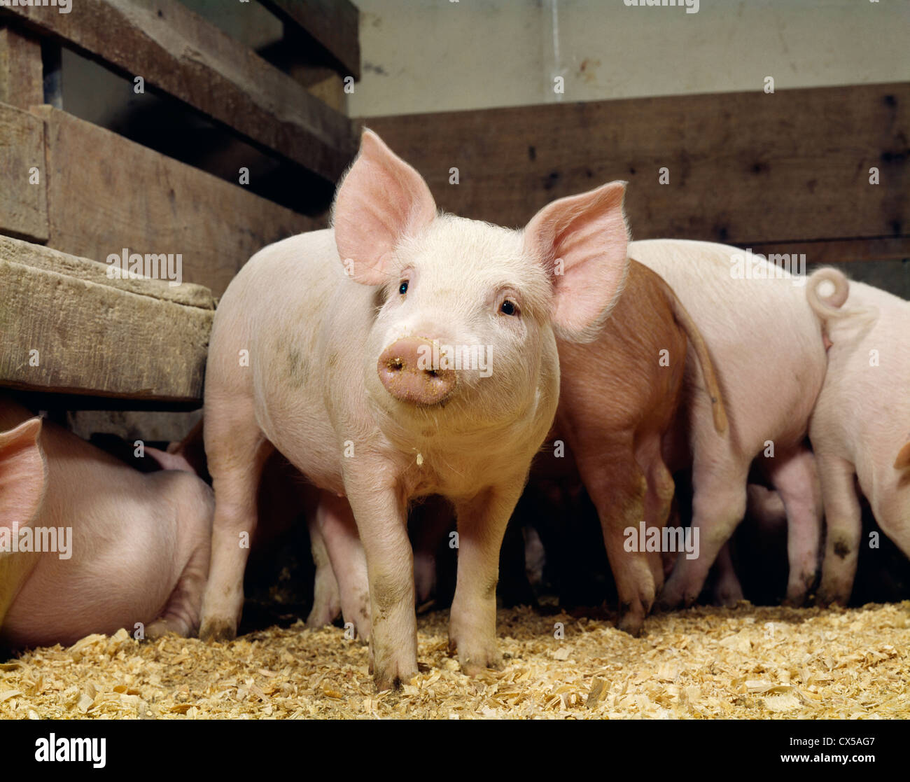 50 LB CROSSBRED YORKSHIRE, -DUROC SHOATS / MYERSTOWN, PA Stock Photo