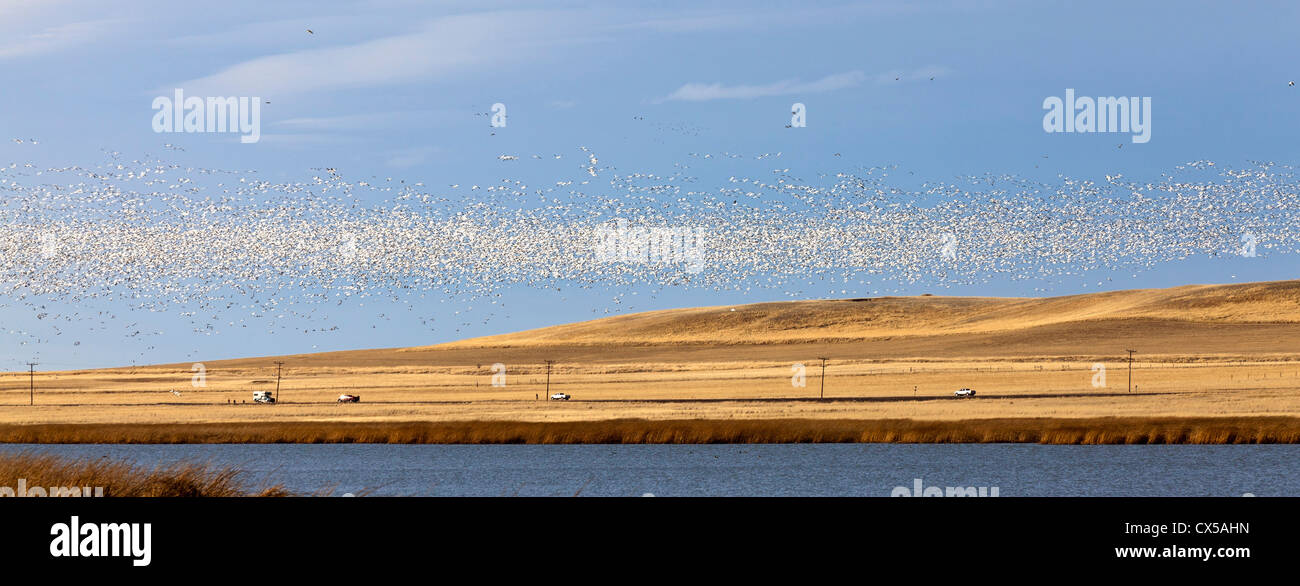 Snow geese during spring migration at Freezeout Lake WMA, Montana, USA