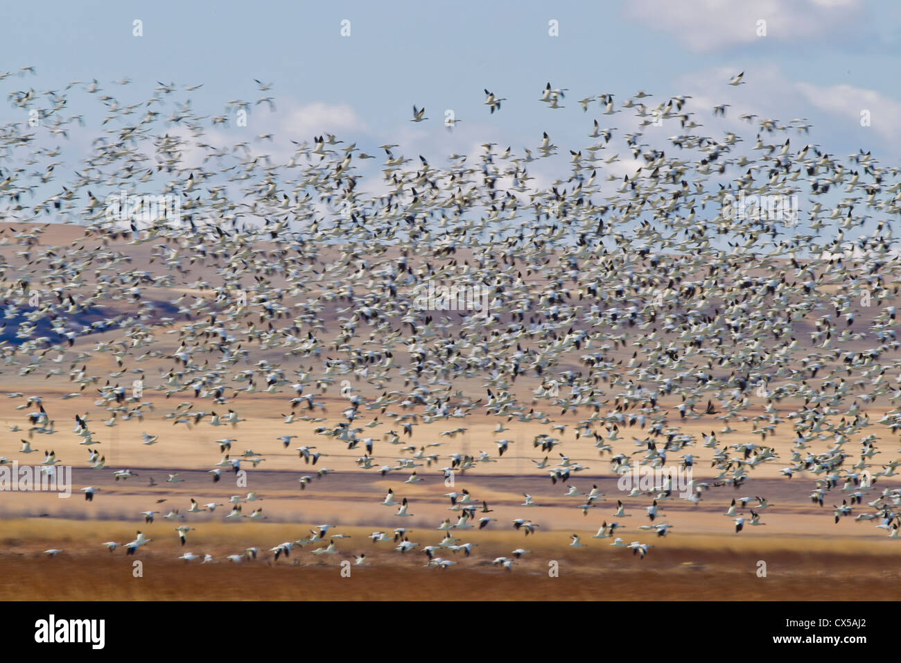 Snow geese during spring migration at Freezeout Lake WMA, Montana, USA