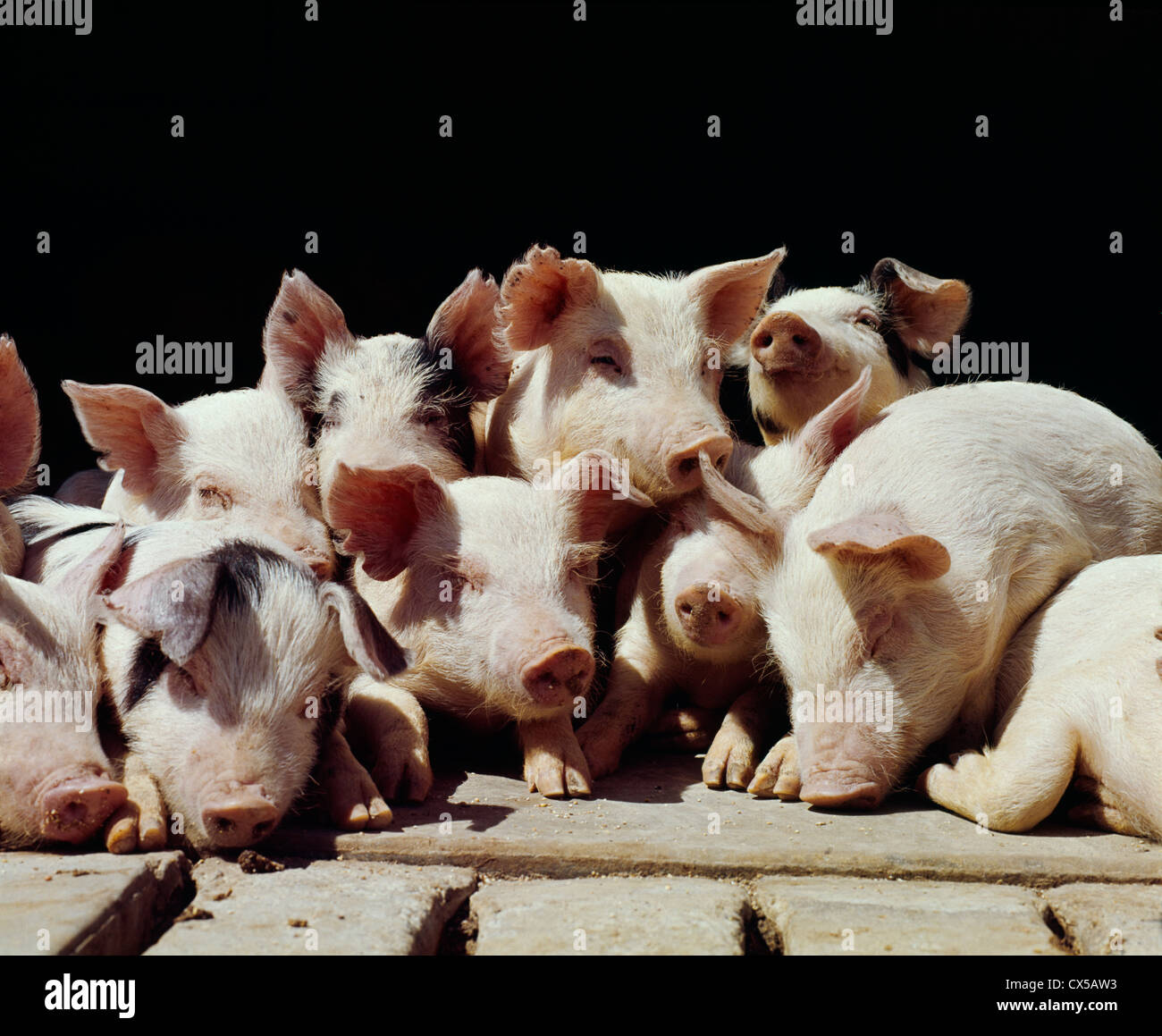 Group of pigs row hires stock photography and images Alamy