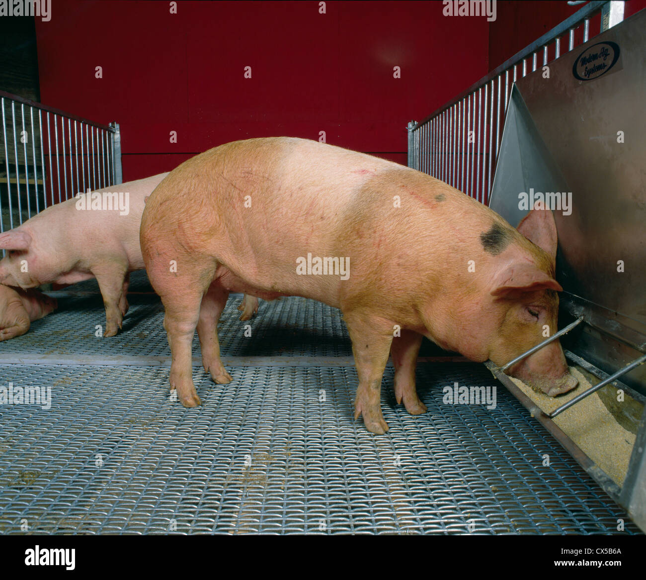 Market Hogs At Feeder Stock Photo 50520354 Alamy