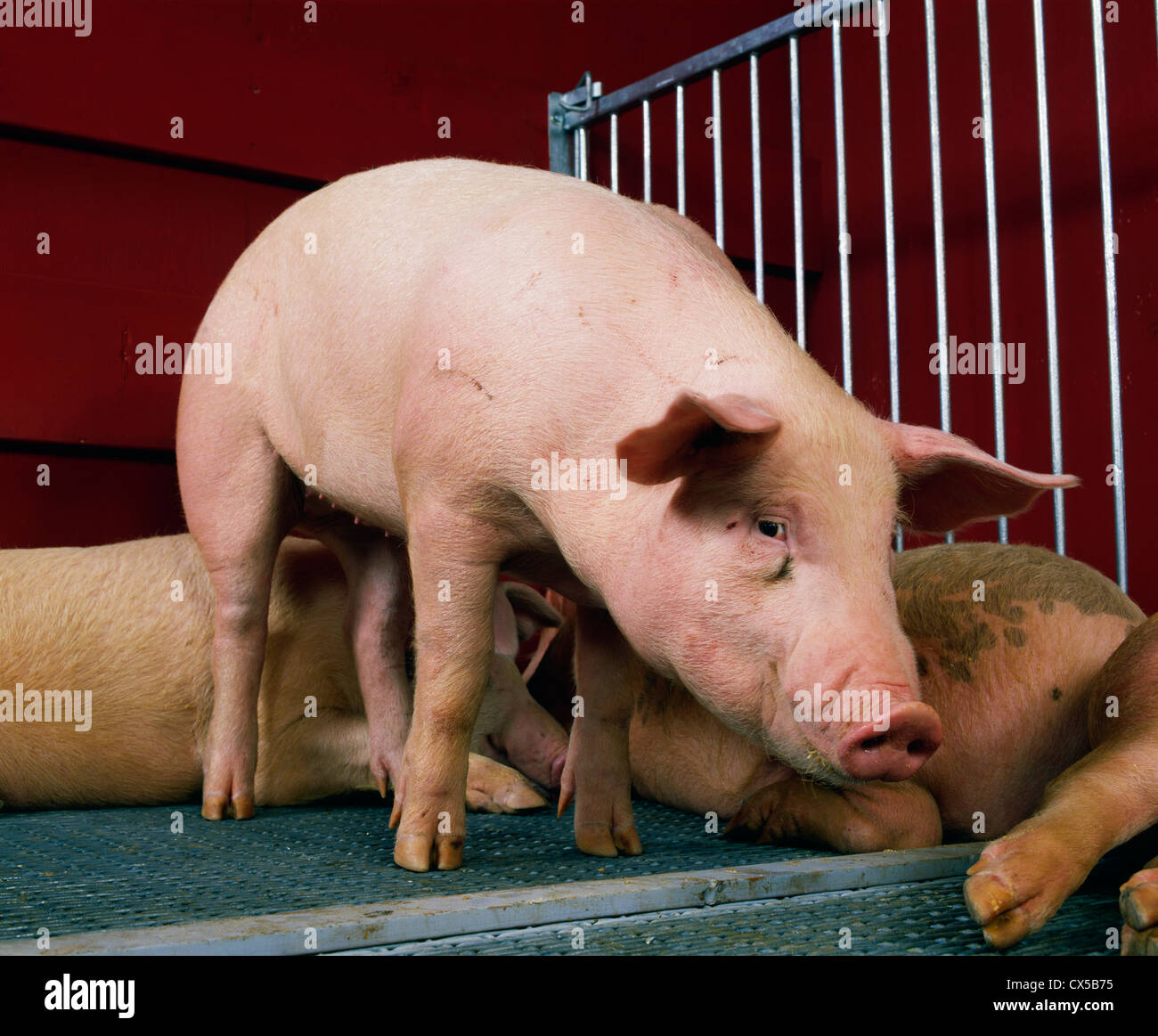 Market weight hog hires stock photography and images Alamy