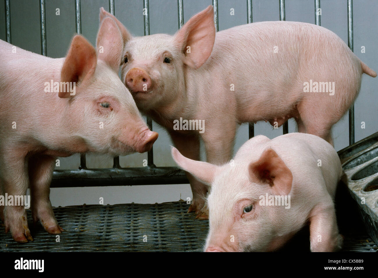 20 25 LB 4 WEEK OLD FEEDER PIGS Stock Photo Alamy 20-25-lb-4-week-old-feeder-pigs-stock-photo-alamy