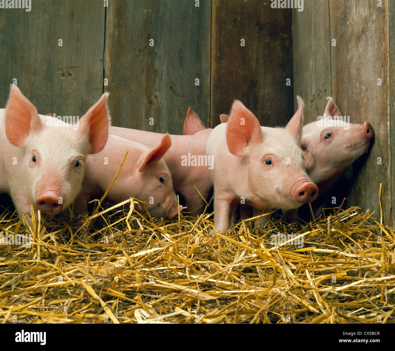 20 25 Lb 4 Week Old Feeder Pigs Stock Photo 50520535 Alamy