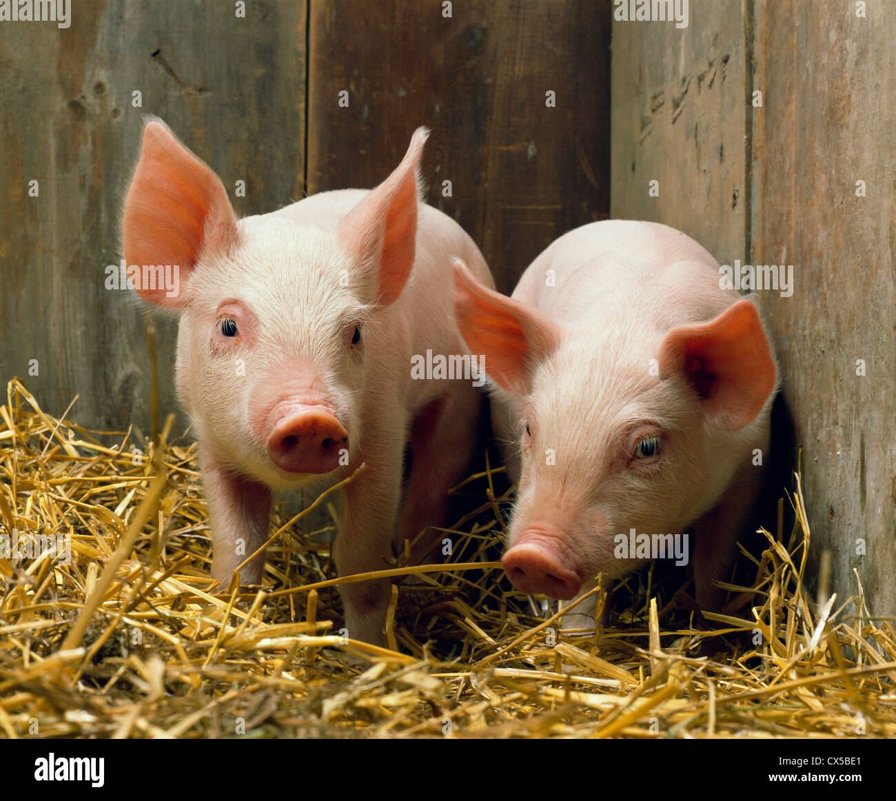 20 25 Lb 4 Week Old Feeder Pigs Stock Photo 50520569 Alamy