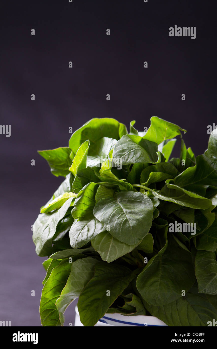 green leafy vegetable over black background Stock Photo - Alamy