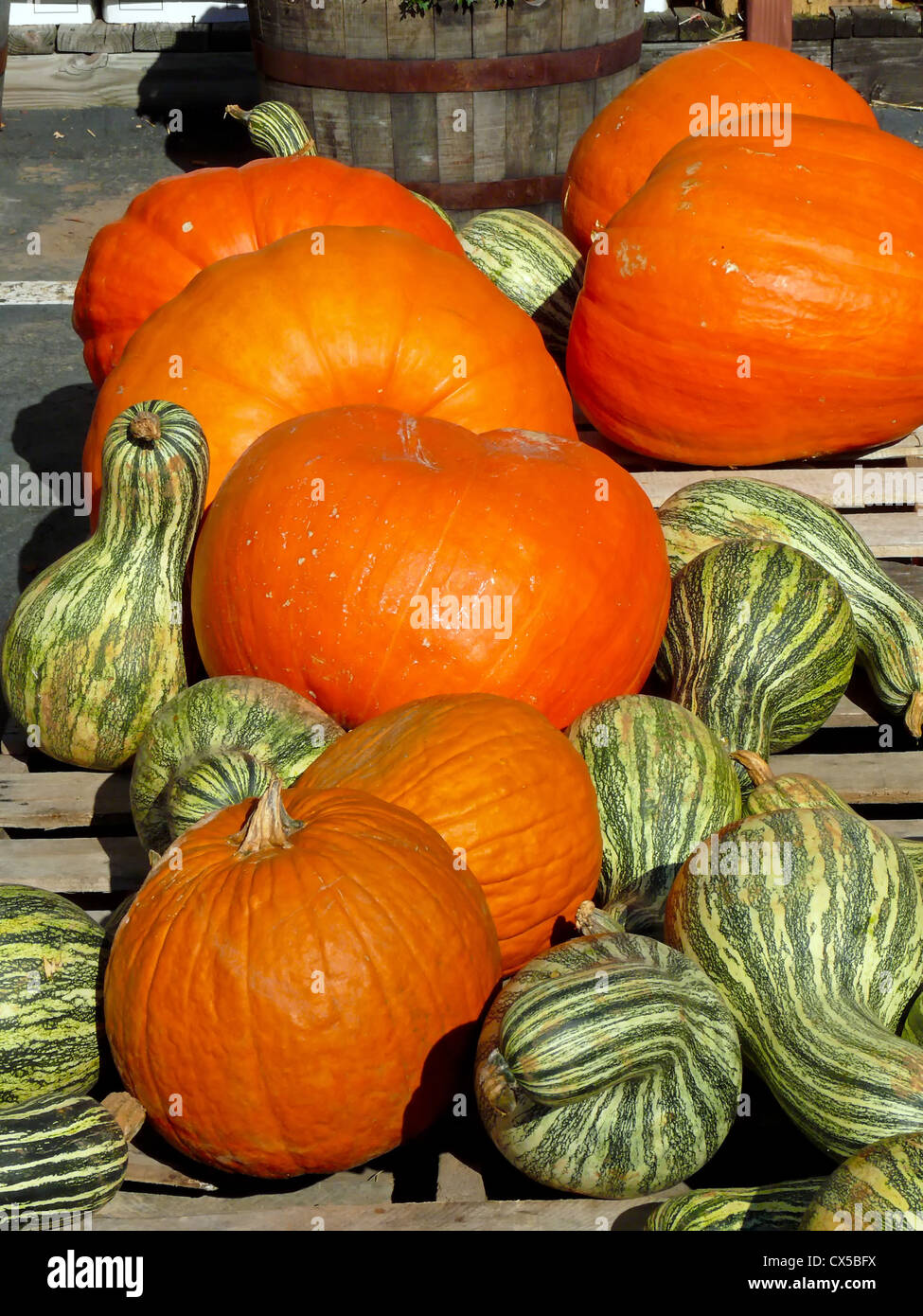 Pumpkins and Squash at a roadside market Stock Photo Alamy