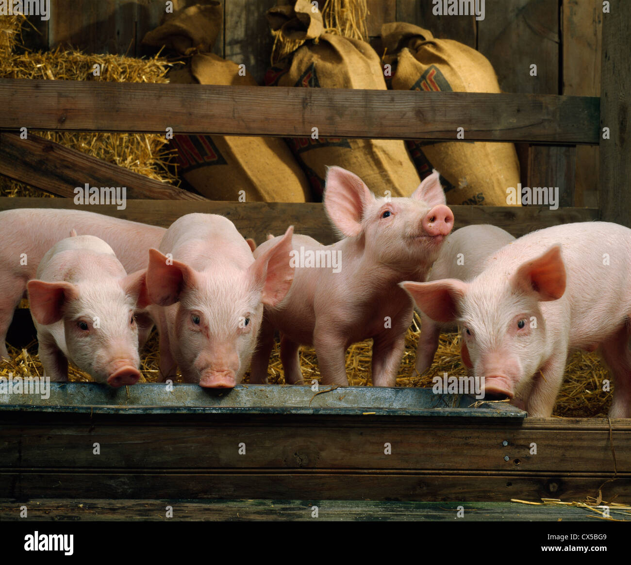 3035 LB, 6 WEEK OLD FEEDER PIGS / PENNSYLVANIA Stock Photo Alamy