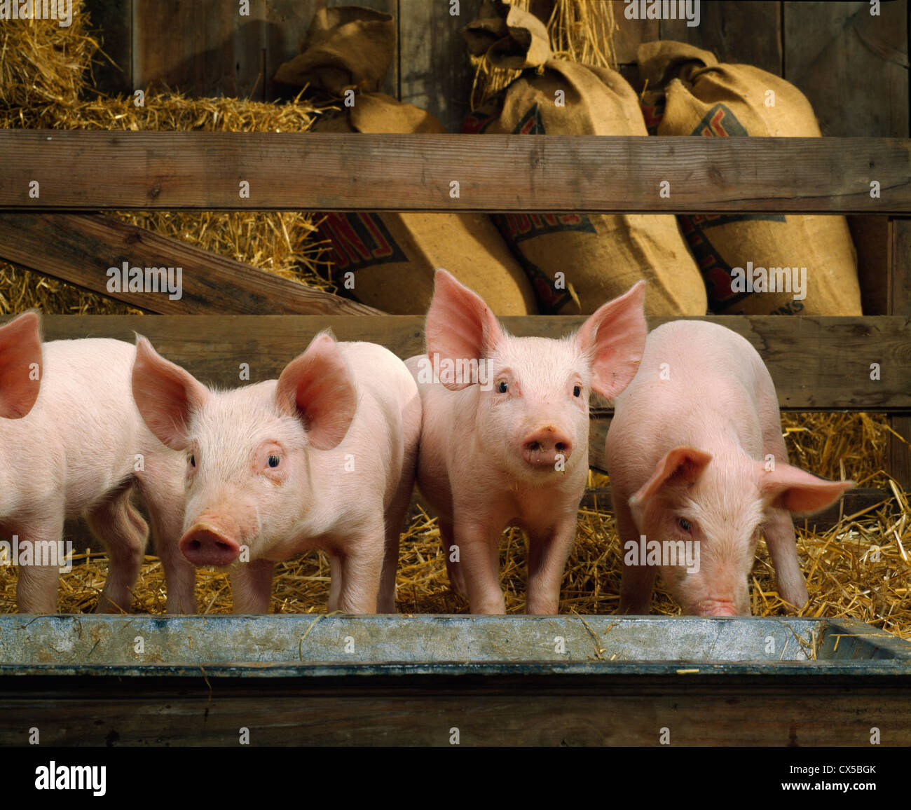 3035 LB, 6 WEEK OLD FEEDER PIGS / PENNSYLVANIA Stock Photo Alamy