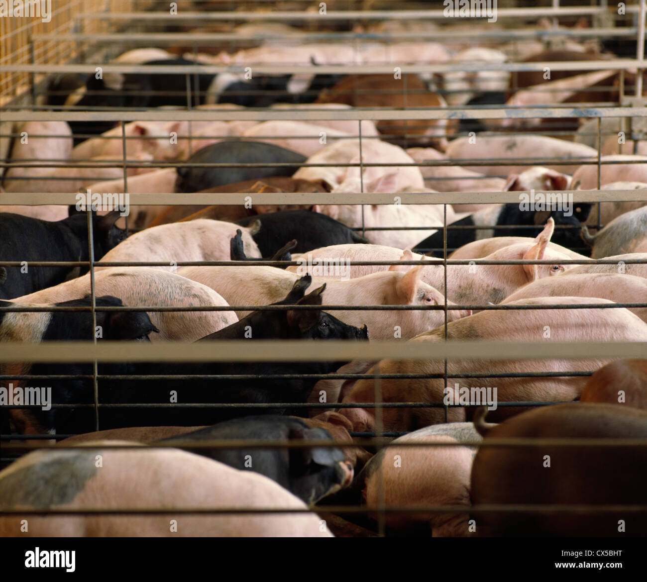 5070 LB. FEEDER PIGS Stock Photo Alamy