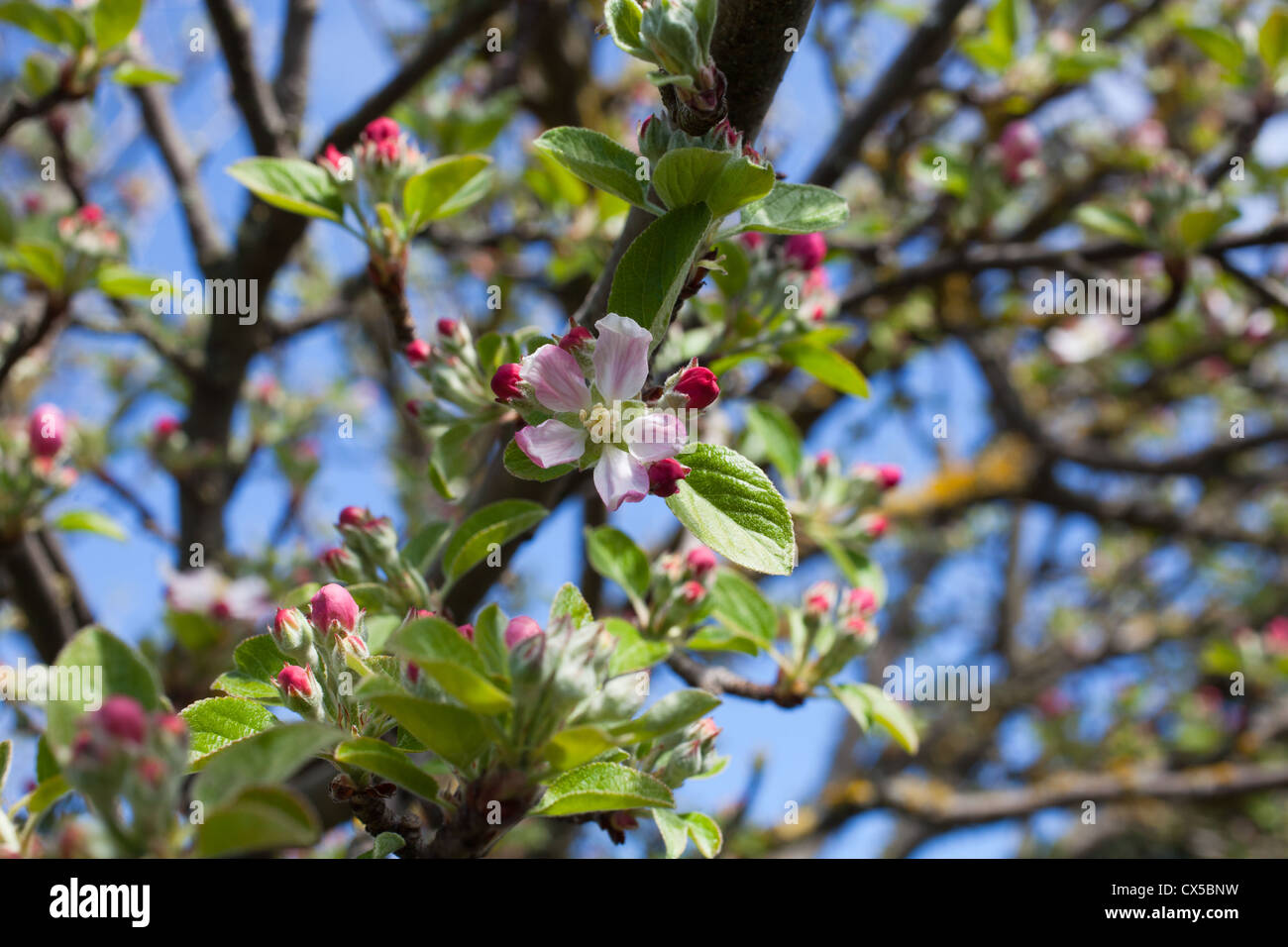 Beautiful Apple Blossom in Spring (Braeburn Apple Tree Stock Photo Alamy