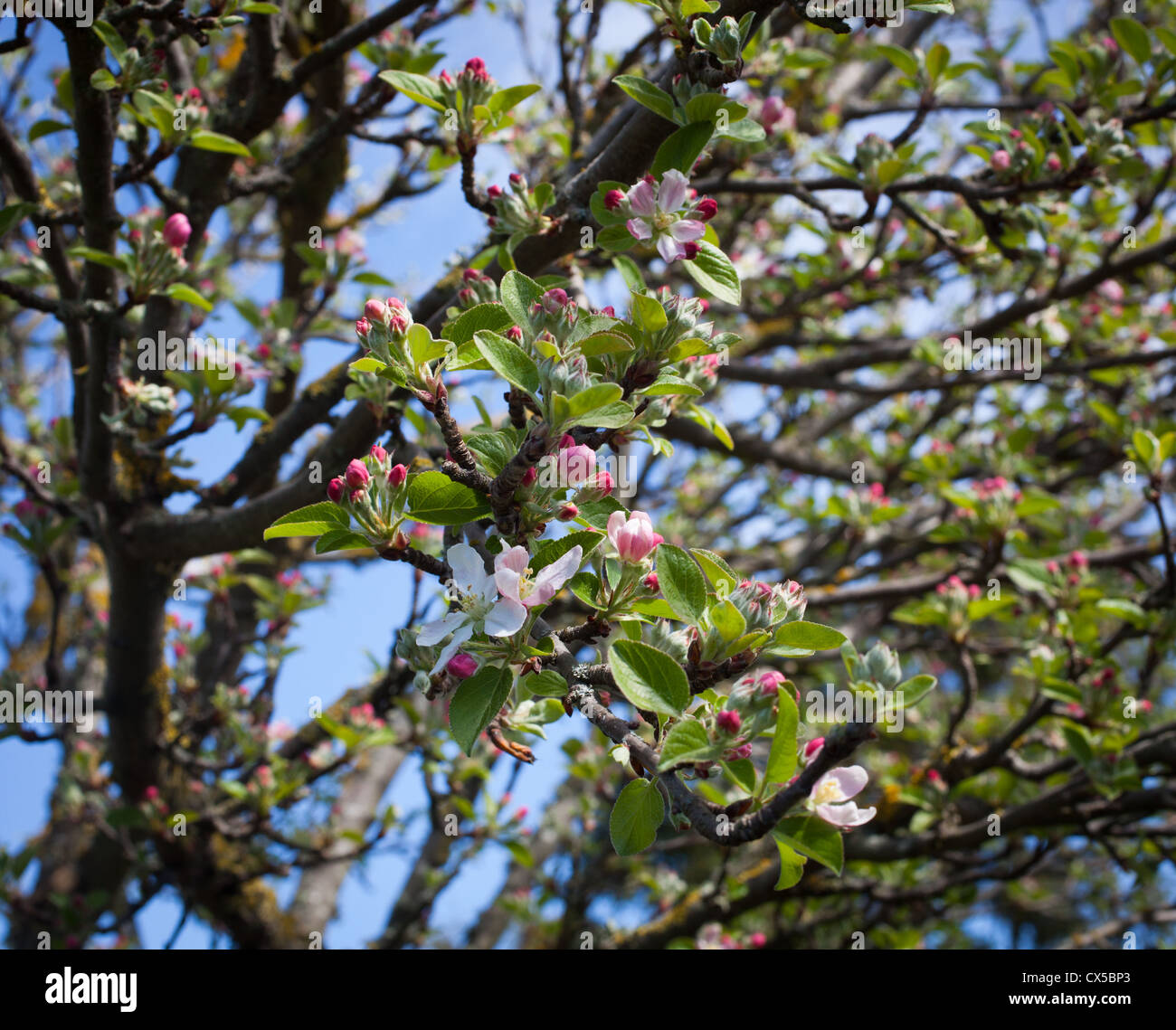 Beautiful Apple Blossom in Spring (Braeburn Apple Tree Stock Photo Alamy