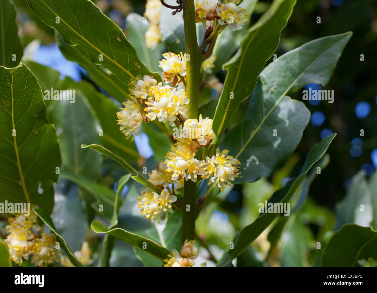 Bay Laurel Blossom (Laurus nobilis). An aromatic evergreen tree. Stock Photo
