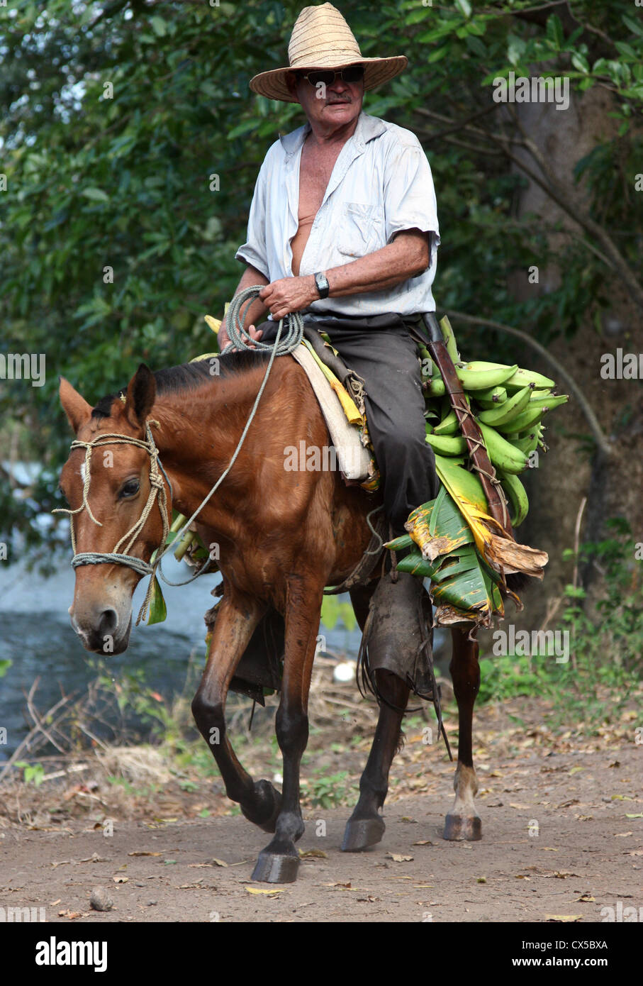 Horse and rider carrying plantains on the volcanic island of Ometepe in lake Nicaragua, Central America Stock Photo