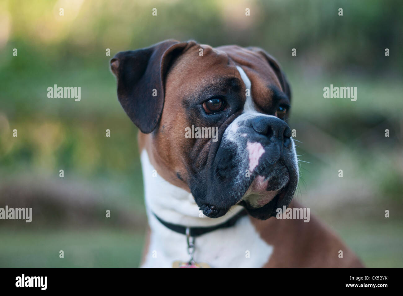 Fawn colored boxer puppy with black face and white markings