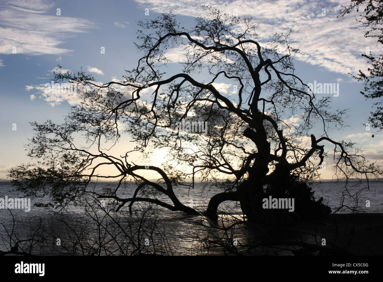 Trees stand in the flooded Lago Nicaragua at Ometepe Island. The largest volcanic island inside a lake in the world Stock Photo