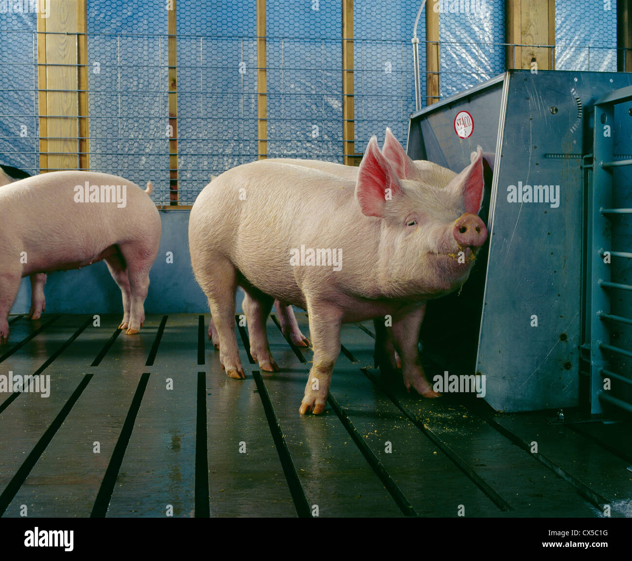 MARKET WEIGHT PIGS STANDING IN PEN BY FEEDER / PENNSYLVANIA Stock Photo