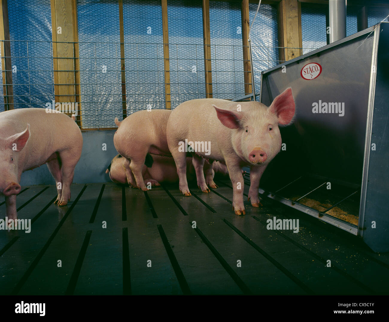 MARKET WEIGHT PIGS STANDING IN PEN BY FEEDER / PENNSYLVANIA Stock Photo Alamy