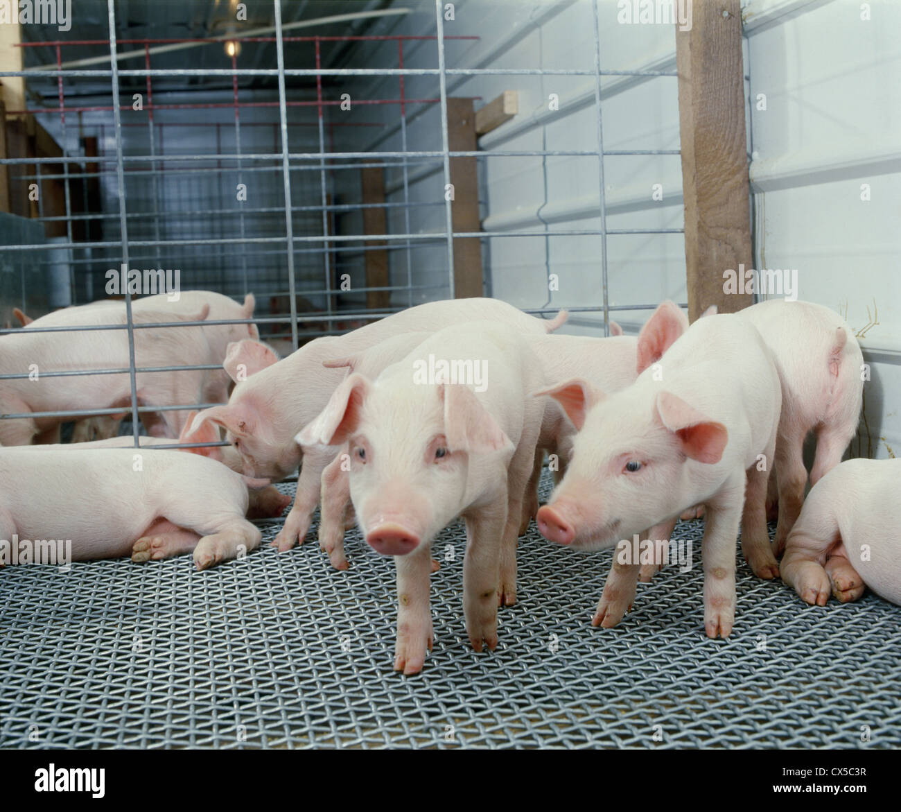 Yorkshire Pigs Pigs And Yucatan